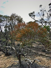 Eucalyptus leptophylla