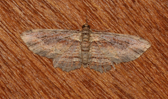 Chloroclystis filata