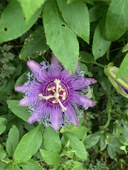 Passiflora incarnata × cincinnata
