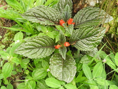 Chrysothemis pulchella
