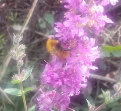 Bombus pascuorum