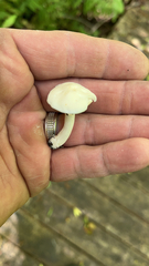 Cuphophyllus virgineus