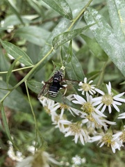 Spilomyia fusca