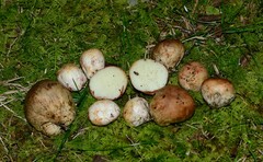 Rhizopogon subaustralis