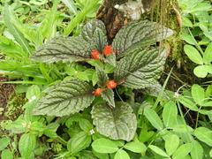 Chrysothemis pulchella