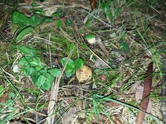 Rhizopogon subaustralis