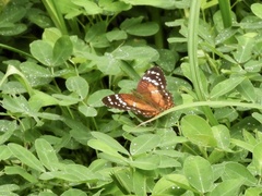 Anartia amathea
