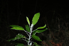 Astrotricha latifolia