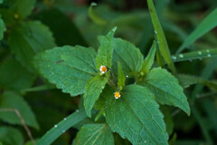 Galinsoga quadriradiata