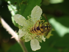 Vespula vulgaris