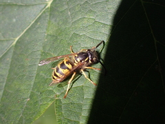 Vespula vulgaris