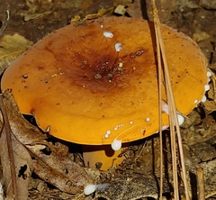 Lactifluus volemus