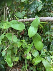 Passiflora megacoriacea