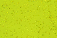 Rhizopogon subaustralis