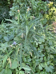 Lactuca pulchella