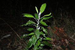 Astrotricha latifolia