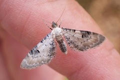 Eupithecia centaureata