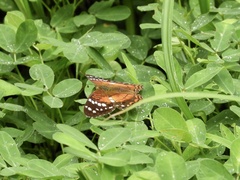 Anartia amathea