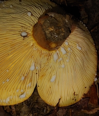 Lactifluus volemus