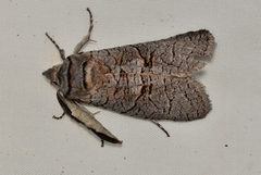 Culama suffusca