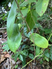 Passiflora megacoriacea
