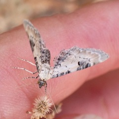Eupithecia centaureata