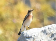 Oenanthe melanoleuca