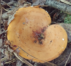 Lactifluus volemus