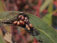 Eriococcus coriaceus