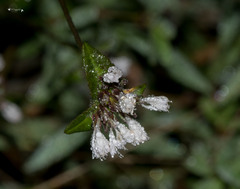 Elephantopus carolinianus