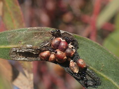 Eriococcus coriaceus