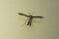 Lantanophaga pusillidactylus