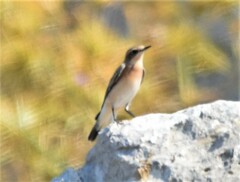 Oenanthe melanoleuca