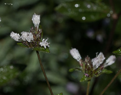 Elephantopus carolinianus