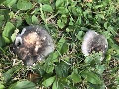 Russula parvovirescens