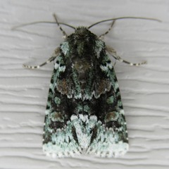 Lacinipolia explicata