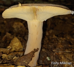 Lactifluus volemus