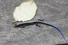 Plestiodon finitimus