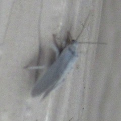 Coniopterygidae