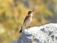 Oenanthe melanoleuca