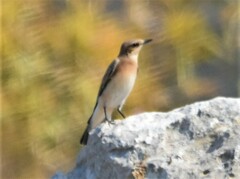 Oenanthe melanoleuca