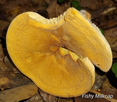 Lactifluus volemus