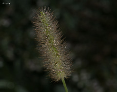 Setaria parviflora