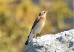 Oenanthe melanoleuca