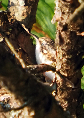 Certhia americana