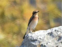 Oenanthe melanoleuca