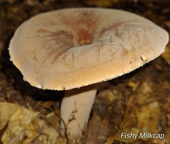 Lactifluus volemus
