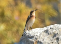 Oenanthe melanoleuca
