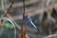 Orthetrum albistylum speciosum