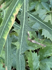 Lactuca pulchella